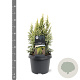 Juniperus pingii 'Hulsdonk Yellow' 25-30 cm 3,5L