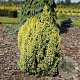 Juniperus pingii 'Hulsdonk Yellow' 25-30 cm 3,5L