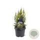 Juniperus pingii 'Hulsdonk Yellow' 25-30 cm 3,5L