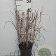 Panicum virgatum 'Heavy Metal' GM 2,0L