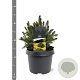Picea a. 'Tompa' 20-25 cm 3,0L