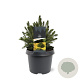 Picea a. 'Tompa' 20-25 cm 3,0L