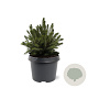 Picea a. 'Tompa' 20-25 cm 3,0L