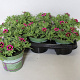 Calibrachoa cabaret Good Night Kiss GM hangpot 23cm
