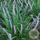 Liriope muscari 'Big Blue' GM P9