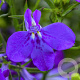 Lobelia e. Techno Blue GM P12