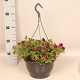 Hangpotten 23 cm Calibrachoa Goodnight kiss GM P23