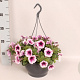 Hangpotten 23 cm Petunia Rose Vein GM P23