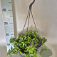 Hangpotten 23 cm Scaevola Trio GM P23