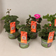 Pelargonium Calliope Divers (+steeketiket) GM P12