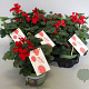 Pelargonium Calliope landscape Fire (+steeketiket) GM P12