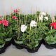 Pelargonium peltatum Divers GM P12