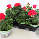 Pelargonium zonale Bernd (Red) GM P12