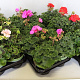 Pelargonium zonale Divers GM P12