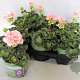Pelargonium zonale Lenja (light Salmon) GM P12