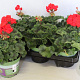 Pelargonium zonale Mylena (Red) GM P12