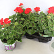 Pelargonium zonale Senna (Boerenrood) GM P12
