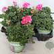 Pelargonium zonale Tammo (Rose with Eye) GM P12