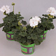 Pelargonium zonale White GM P12