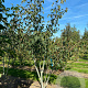 Acer cappadocicum 200-250 cm draadkluit meerstammig 160-180 cm diameter