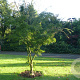 Acer maximowiczianum 175-200 cm draadkluit meerstammig 200-250 diameter