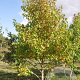 Acer maximowiczianum 175-200 cm draadkluit meerstammig 200-250 diameter
