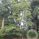 Acer oliverianum 200-250 cm draadkluit meerstammig 160-180 cm diameter
