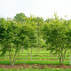 Acer palmatum 175-200 cm draadkluit meerstammig 200-250 diameter