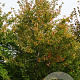 Acer rubrum 550-600 cm draadkluit meerstammig 400-500 diameter