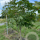 Aesculus hippocastanum 250-300 cm draadkluit meerstammig 350-400 diameter