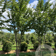 Aesculus hippocastanum 450-500 cm draadkluit meerstammig 200-250 diameter