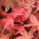 Acer pal. 'Chishio Improved' 300-350 cm cont. 180L