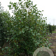 Alnus incana 200-250 cm draadkluit meerstammig 160-180 cm diameter