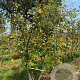 Amelanchier lamarckii 250-300 cm draadkluit meerstammig 350-400 diameter