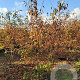 Amelanchier lamarckii 250-300 cm draadkluit meerstammig 350-400 diameter