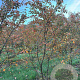 Amelanchier lamarckii 250-300 cm draadkluit meerstammig 350-400 diameter