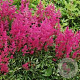 Astilbe (J) 'Vesuvius' GM P9