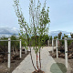 Betula albosin. 'Fascination' 175-200 cm draadkluit meerstammig 200-250 diameter