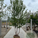 Betula albosin. 'Fascination' 200-250 cm draadkluit meerstammig 160-180 cm diameter
