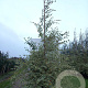 Betula nigra 'Shiloh Splash' 250-300 cm draadkluit meerstammig 350-400 diameter
