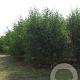 Betula papyrifera 400-450 cm draadkluit meerstammig 200-250 diameter