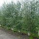 Betula pendula 500-550 cm draadkluit meerstammig 400-450 diameter