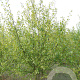 Betula pubescens 250-300 cm draadkluit meerstammig 350-400 diameter