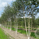 Betula utilis 'Doorenbos' 500-550 cm draadkluit meerstammig 400-450 diameter