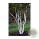 Betula utilis 'Grayswood Ghost' 250-300 cm draadkluit meerstammig 350-400 diameter