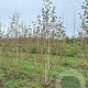 Betula utilis jacquemontii 250-300 cm draadkluit meerstammig 350-400 diameter