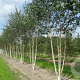Betula utilis jacquemontii 400-450 cm draadkluit meerstammig 200-250 diameter