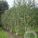 Betula utilis jacquemontii 500-550 cm draadkluit meerstammig 400-450 diameter