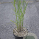 Calamagrostis acut. 'Karl Foerster' GM 2,0L