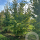 Carpinus betulus 250-300 cm draadkluit meerstammig 350-400 diameter